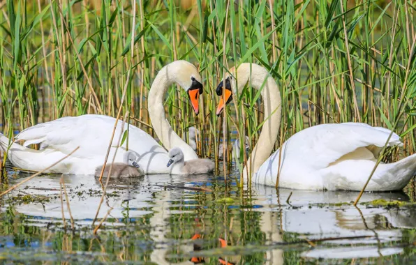 Picture family, swans, Chicks