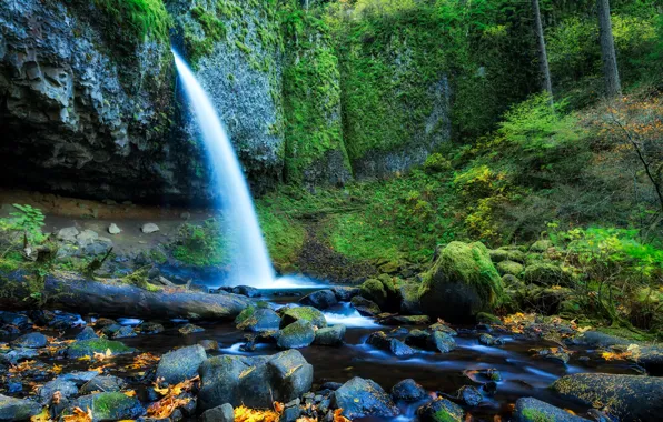 Forest, leaves, trees, stones, rocks, waterfall, stream, USA