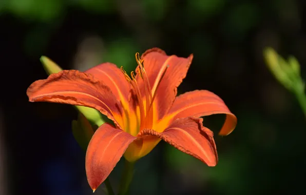 Picture Lily, Red Lily, Red lily