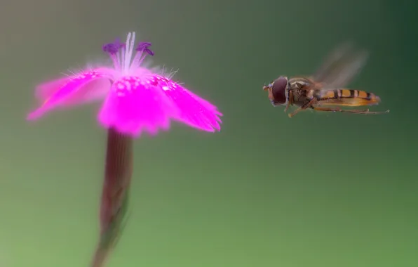 Flower, fly, flight
