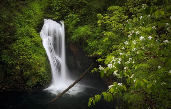 Picture forest, branches, waterfall, moss, Oregon, dogwood