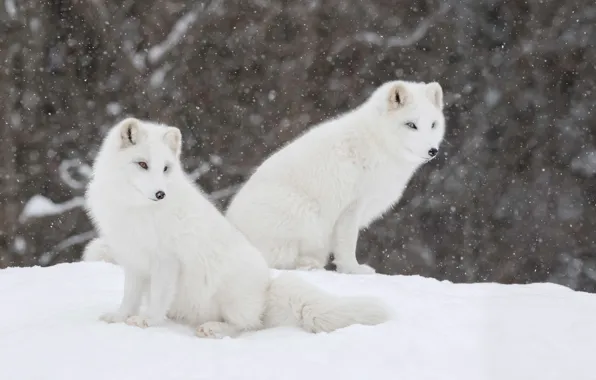 Winter, snow, a couple, Fox, Polar Fox