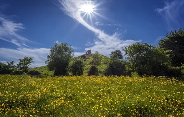 Field, the sky, the sun, flowers, meadow, Sunny
