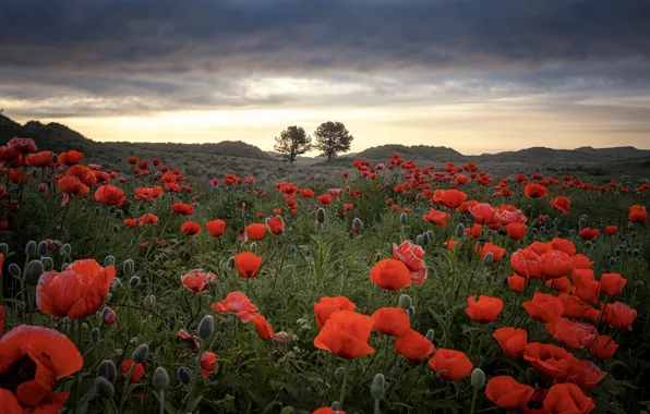 Picture field, summer, Maki