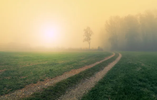 Road, field, forest, grass, the sun, light, fog, tree