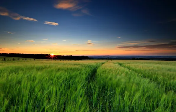 Greens, field, the sky, grass, the sun, landscape, sunset, nature