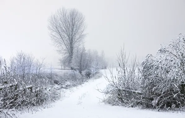 Picture winter, frost, road, snow, trees, branches, nature, the bushes