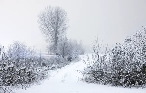 Winter, frost, road, trees, branches, nature, Snow, the bushes