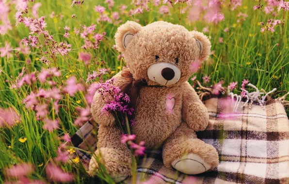 Field, flowers, bear, love, field, heart, pink, flowers