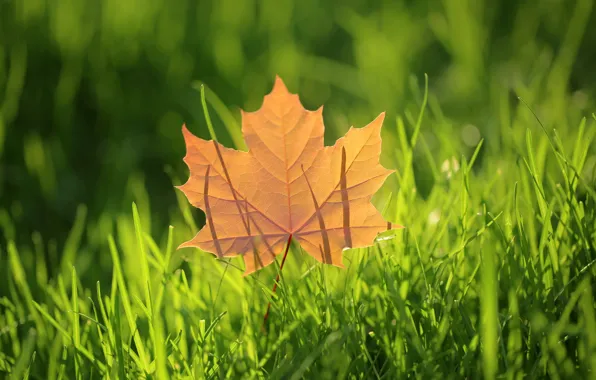 Picture autumn, grass, leaves, maple