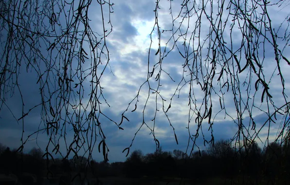 Picture dark, sky, cloud, tree, twig