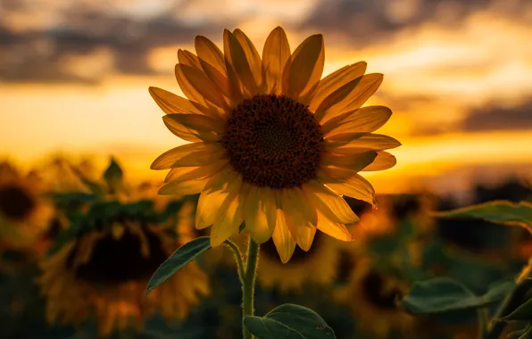 Flower, summer, the sky, clouds, light, sunset, yellow, sunflower