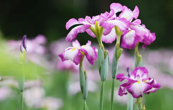 Flowers, spring, irises