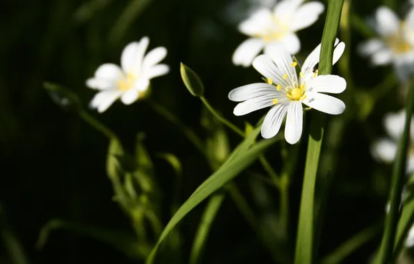 Picture greens, white, flower, grass, macro