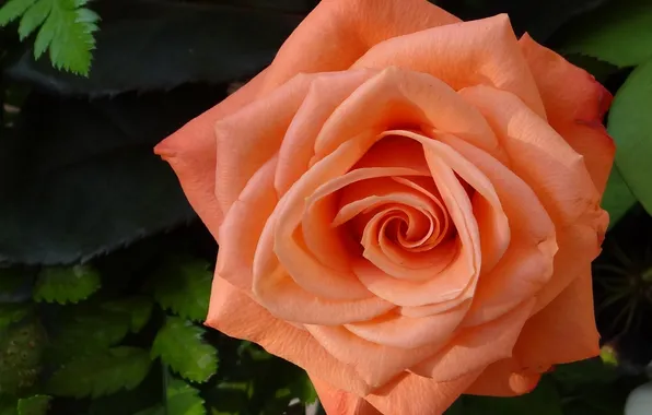 Macro, roses, petals, buds