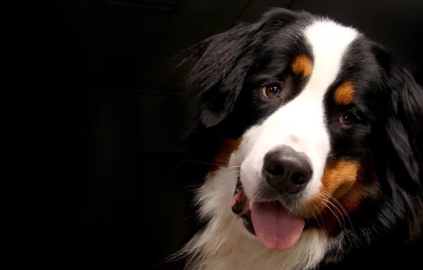 Language, look, face, portrait, dog, black background, the room, Bernese mountain dog