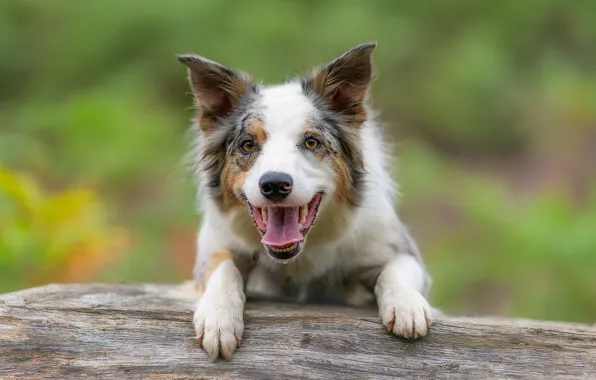 Look, face, joy, background, dog, The border collie