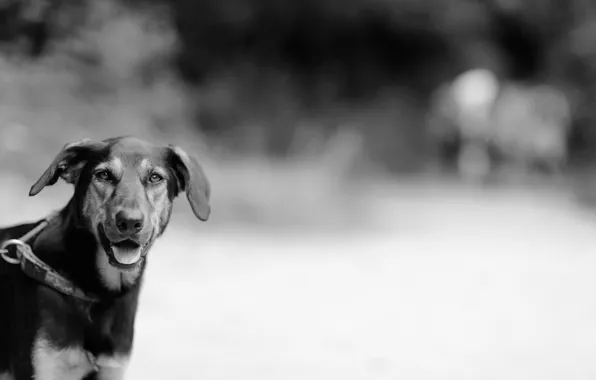 Picture background, dog, bokeh