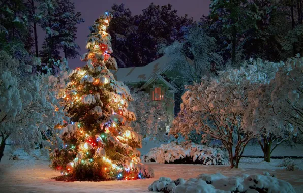 Picture Winter, Snow, Tree