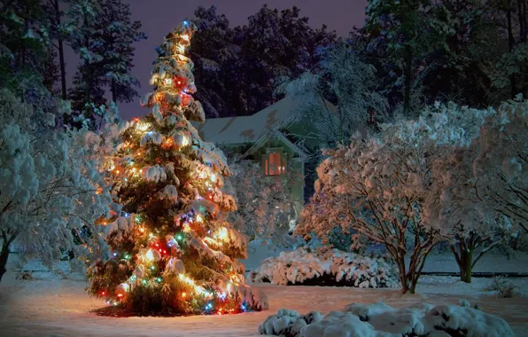 Winter, Snow, Tree