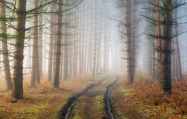 Road, forest, fog, haze