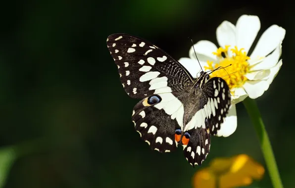 White, flower, macro, the dark background, butterfly, black and white, Daisy, bokeh
