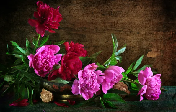 Texture, shell, pink, peonies, composition