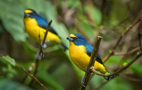 Picture branches, bright, bird, Yellow-blue