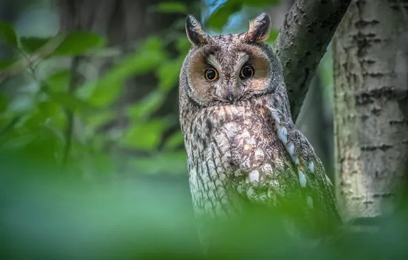 Picture forest, look, leaves, trees, branches, nature, owl, bird