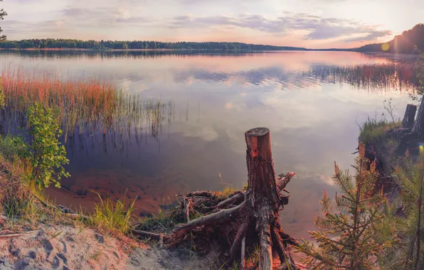 Forest, water, the sun, landscape, sunset, river, the reeds, shore