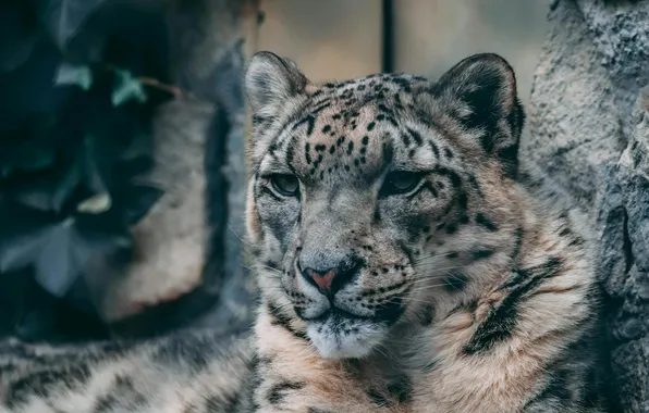 Snow leopard, snow, animal, big cat