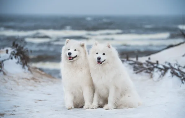 Winter, sea, dogs, snow, nature, pose, shore, dog