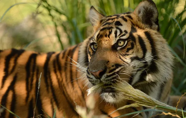 Picture cat, face, tiger, Sumatran