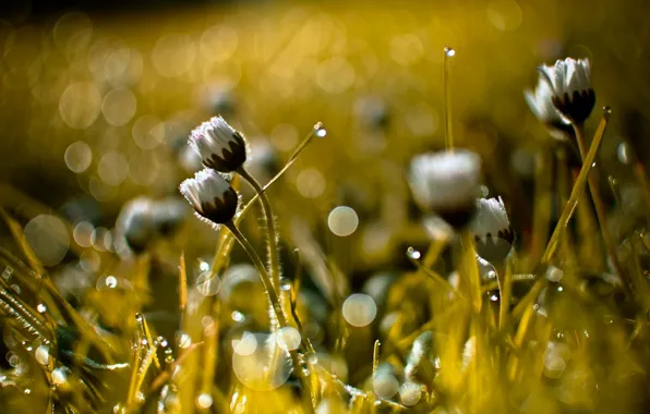 Picture grass, nature, background, bokeh