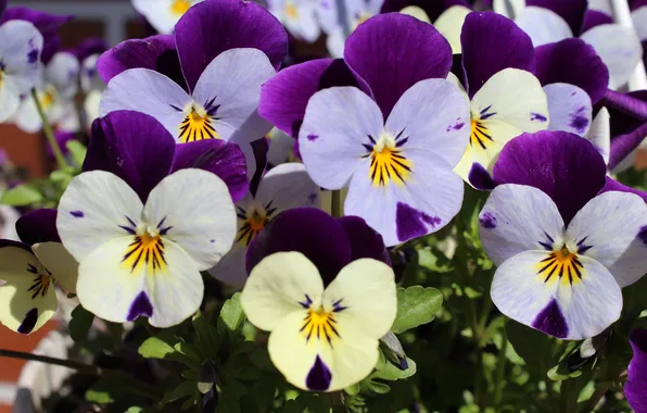 Flowers, spring, garden, purple, Pansy, flowerbed, lilac, two-tone