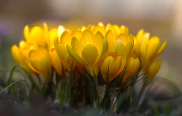 Flowers, blur, spring, yellow, crocuses, blur