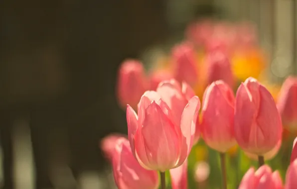 Picture flowers, petals, tulips