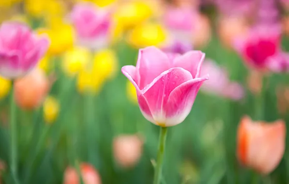 Flowers, yellow, blur, tulips, pink
