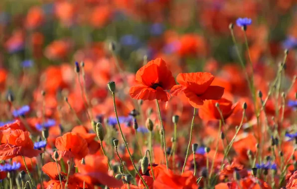 Flowers, background, bright, Maki, red, al, a lot, poppy field