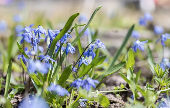 Greens, grass, flowers, spring, bright, Sunny, April