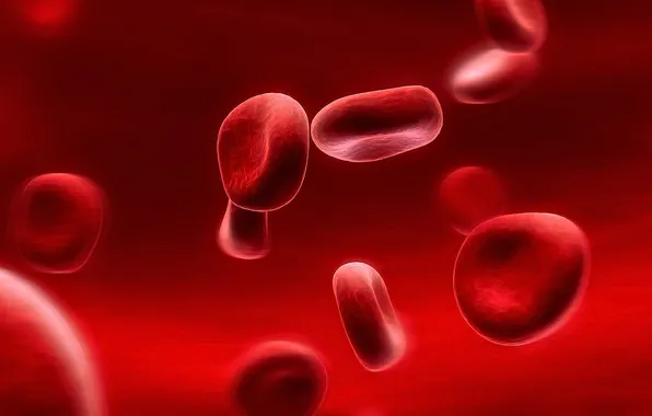 Picture macro, red, blood, blood cells, erythrocytes