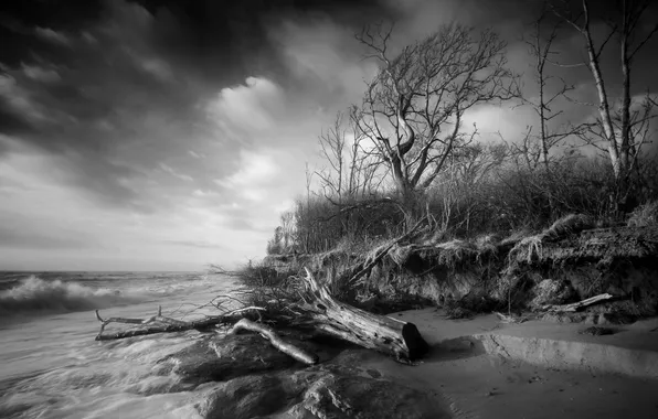 Picture sea, trees, shore