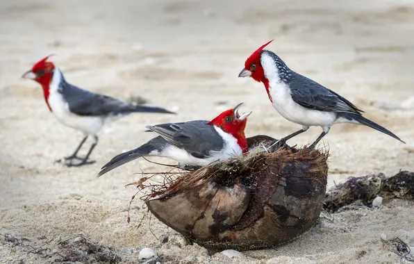 Picture bird, color, feathers, family, socket, cardinal