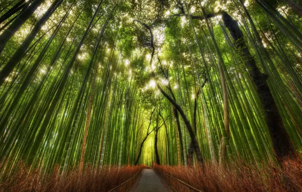 Picture Bamboo, China, grove, path