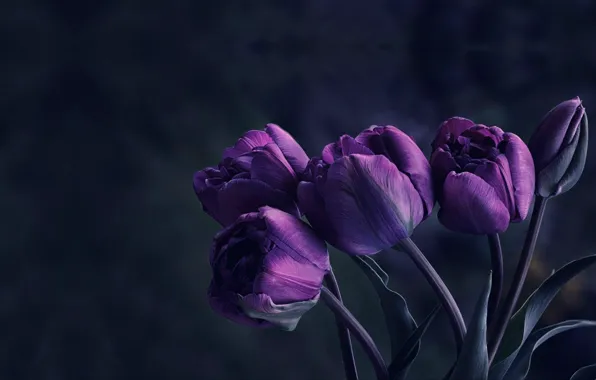 Flowers, Tulip, bouquet