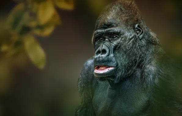 Background, monkey, Gorilla