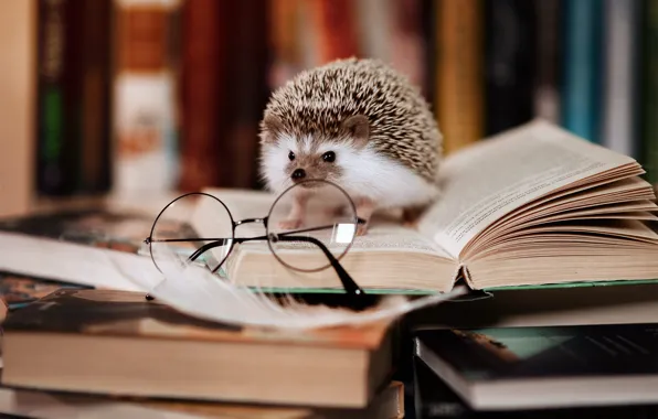 Books, glasses, library, hedgehog, smart