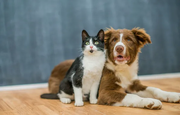 Cat, cat, wall, black and white, together, dog, paws, flooring