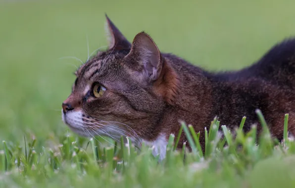 Picture grass, cat, muzzle, observation, cat, in ambush