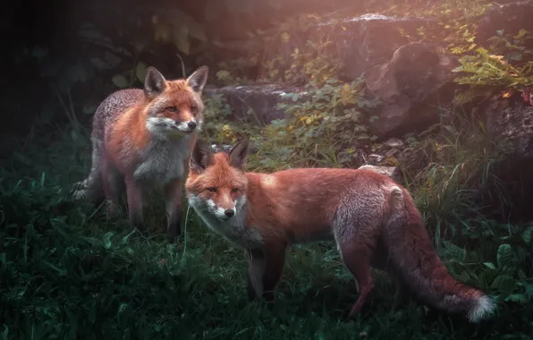 Fox, red, a couple